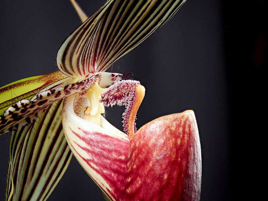 Les plantes exotiques rares : Trésors botaniques à domicile