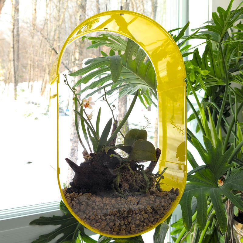 Suspended Oval Terrarium – Limited Edition