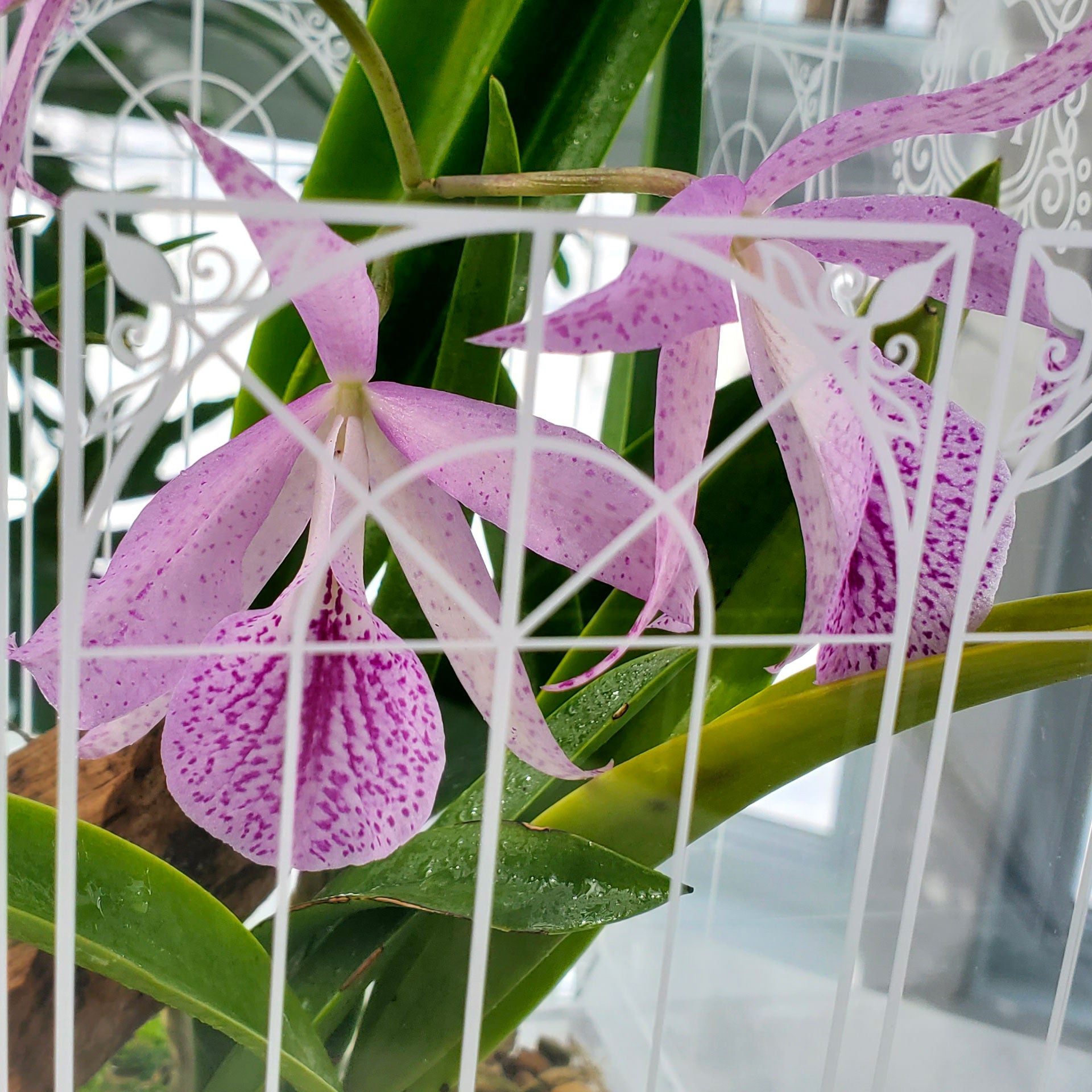 Close-up of orchid flowers inside a Victorian-style terrarium, showcasing vibrant blooms in a controlled, high-humidity environment.