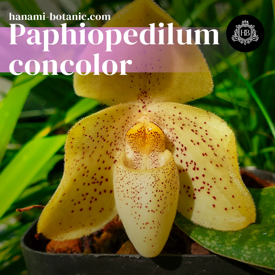 Paphiopedilum concolor Venus Slipper Orchid - Main Image