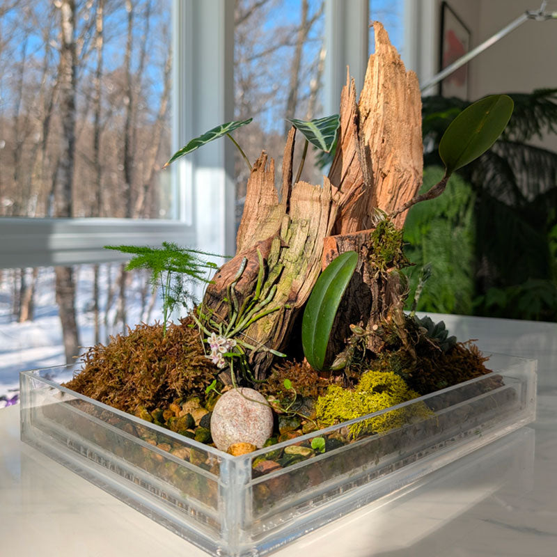 Victorian-style terrarium featuring a mini orchid, lush moss, and ferns, creating a delicate and vibrant plant display.