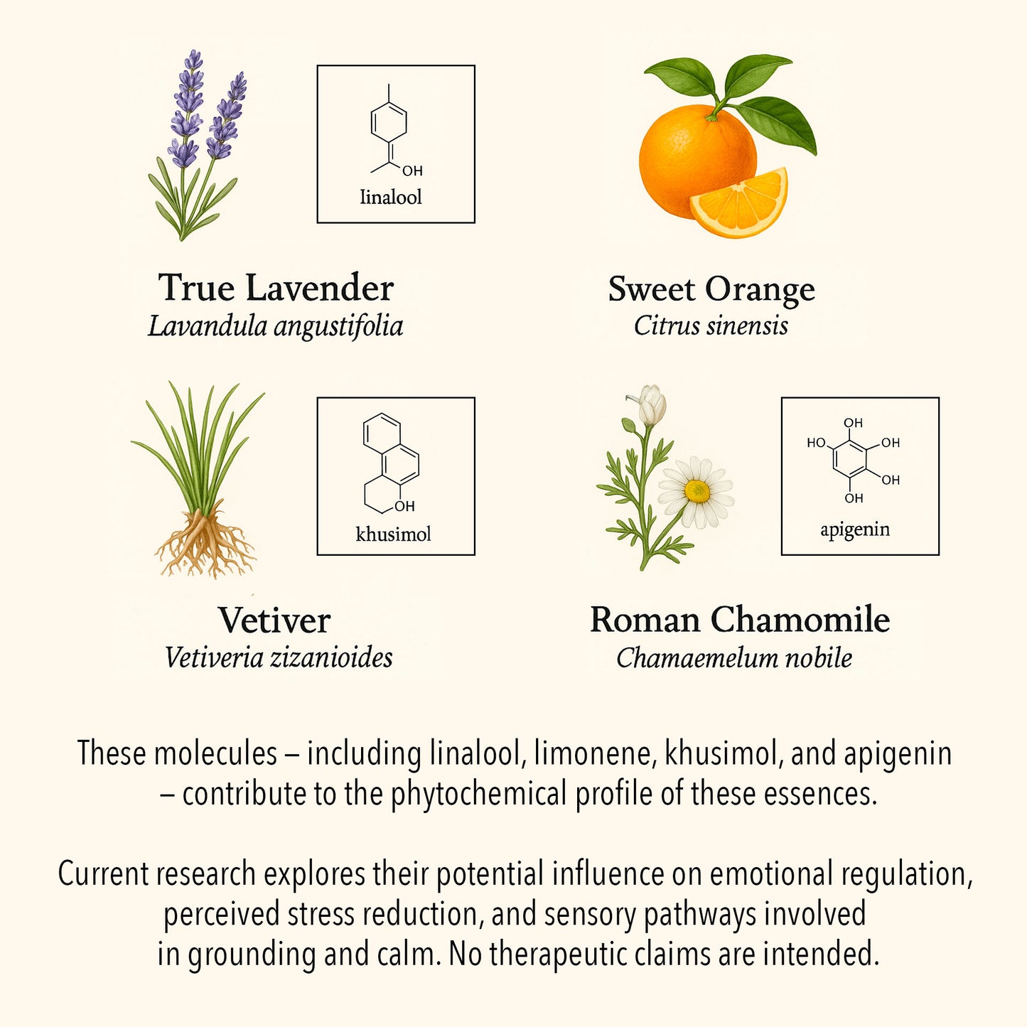 Scientific botanical illustration of essential oils used in the Calm & Stability blend, featuring True Lavender (linalool), Sweet Orange (limonene), Vetiver (khusimol), and Roman Chamomile (apigenin) with their molecular structures and plant depictions.