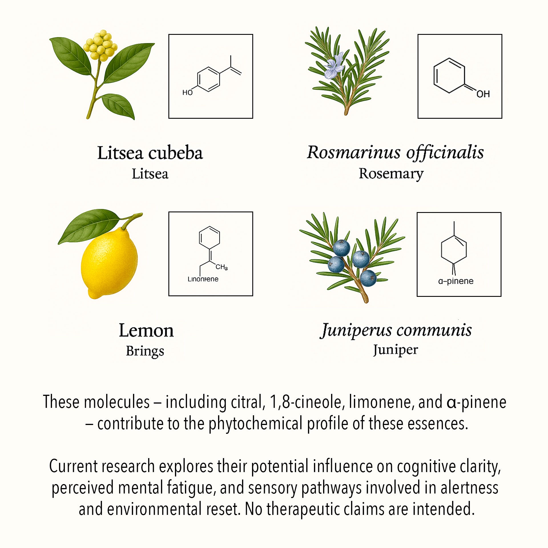 Scientific botanical illustration of Digital Detox essential oils, featuring Litsea cubeba, Rosemary, Lemon, and Juniper with key phytochemical compounds such as citral, 1,8-cineole, limonene, and α-pinene.