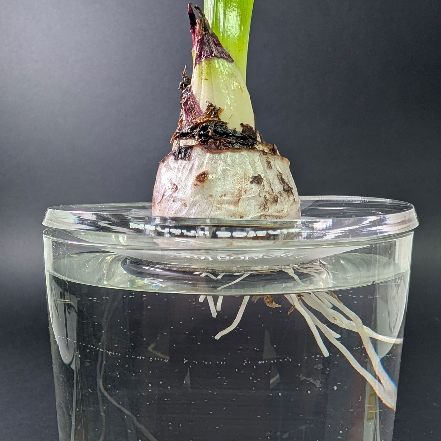 Clear Acrylic Germination & Propagation Plate