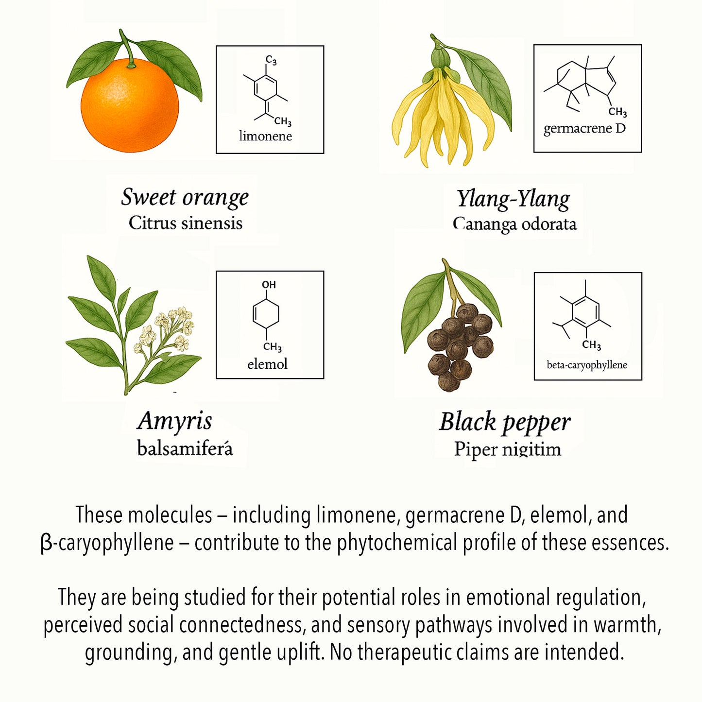 Scientific botanical illustration of Isolation-support essential oils, featuring Sweet Orange, Ylang-ylang, Amyris, and Black Pepper with key phytochemical compounds such as limonene, germacrene D, elemol, and β-caryophyllene.