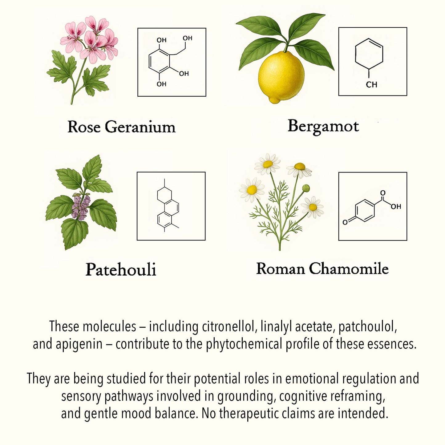 Scientific botanical illustration of Jealousy & Social Comparison essential oils, featuring Rose Geranium, Bergamot, Patchouli, and Roman Chamomile with key phytochemical compounds such as citronellol, linalyl acetate, patchoulol, and apigenin.