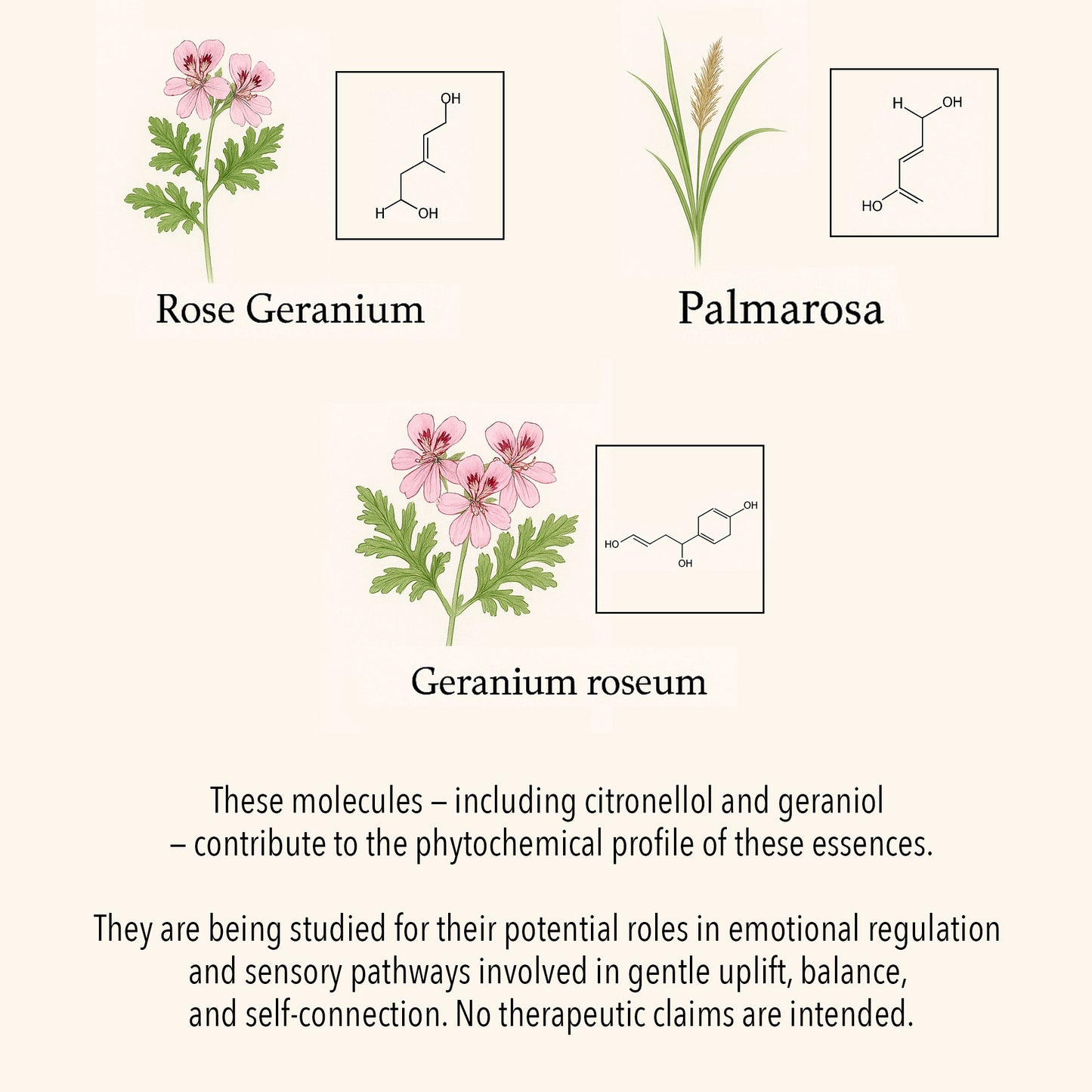 Scientific botanical illustration of Self-Love essential oils, featuring Rose Geranium, Palmarosa, and Geranium roseum with key phytochemical compounds such as citronellol and geraniol.