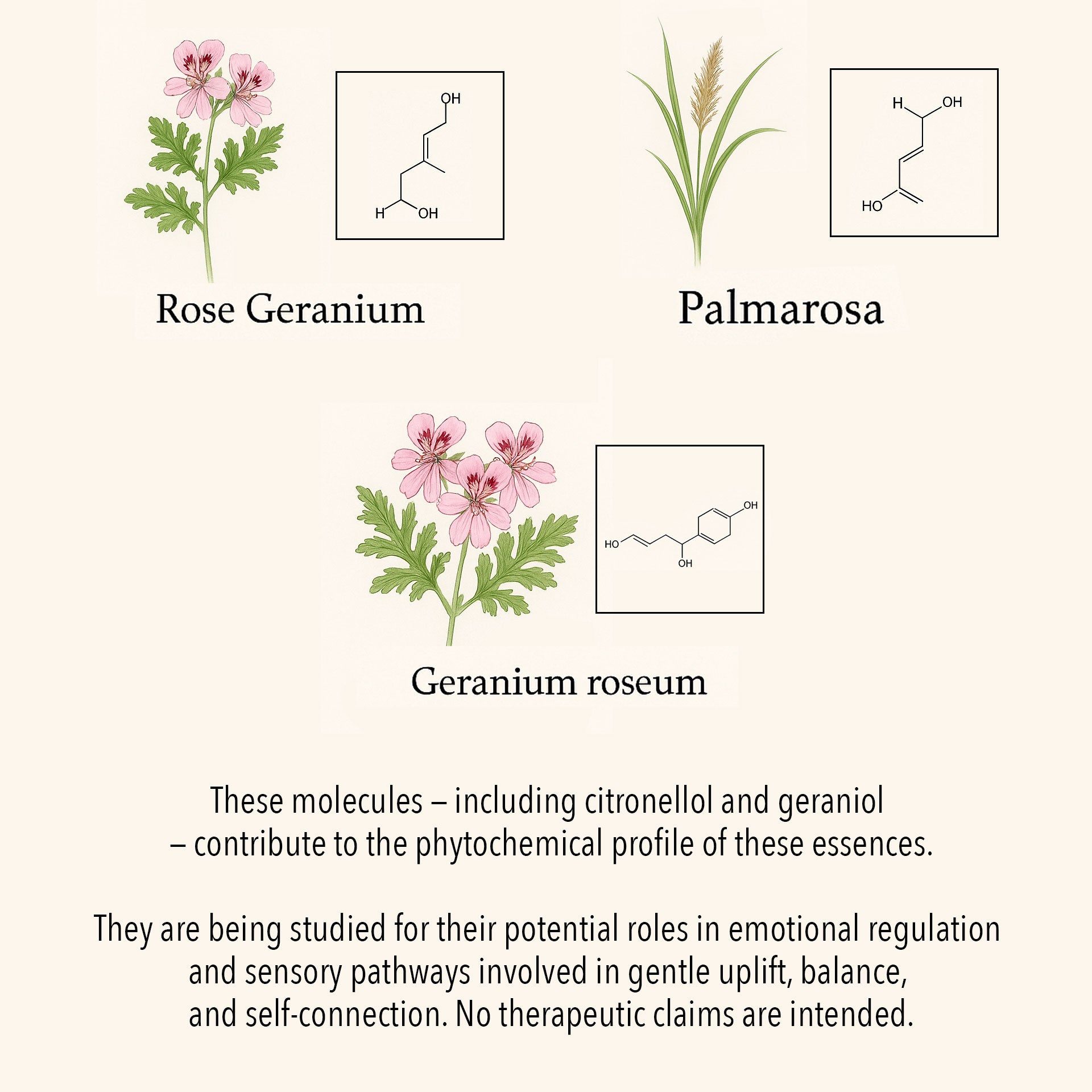 Scientific botanical illustration of Self-Love essential oils, featuring Rose Geranium, Palmarosa, and Geranium roseum with key phytochemical compounds such as citronellol and geraniol.