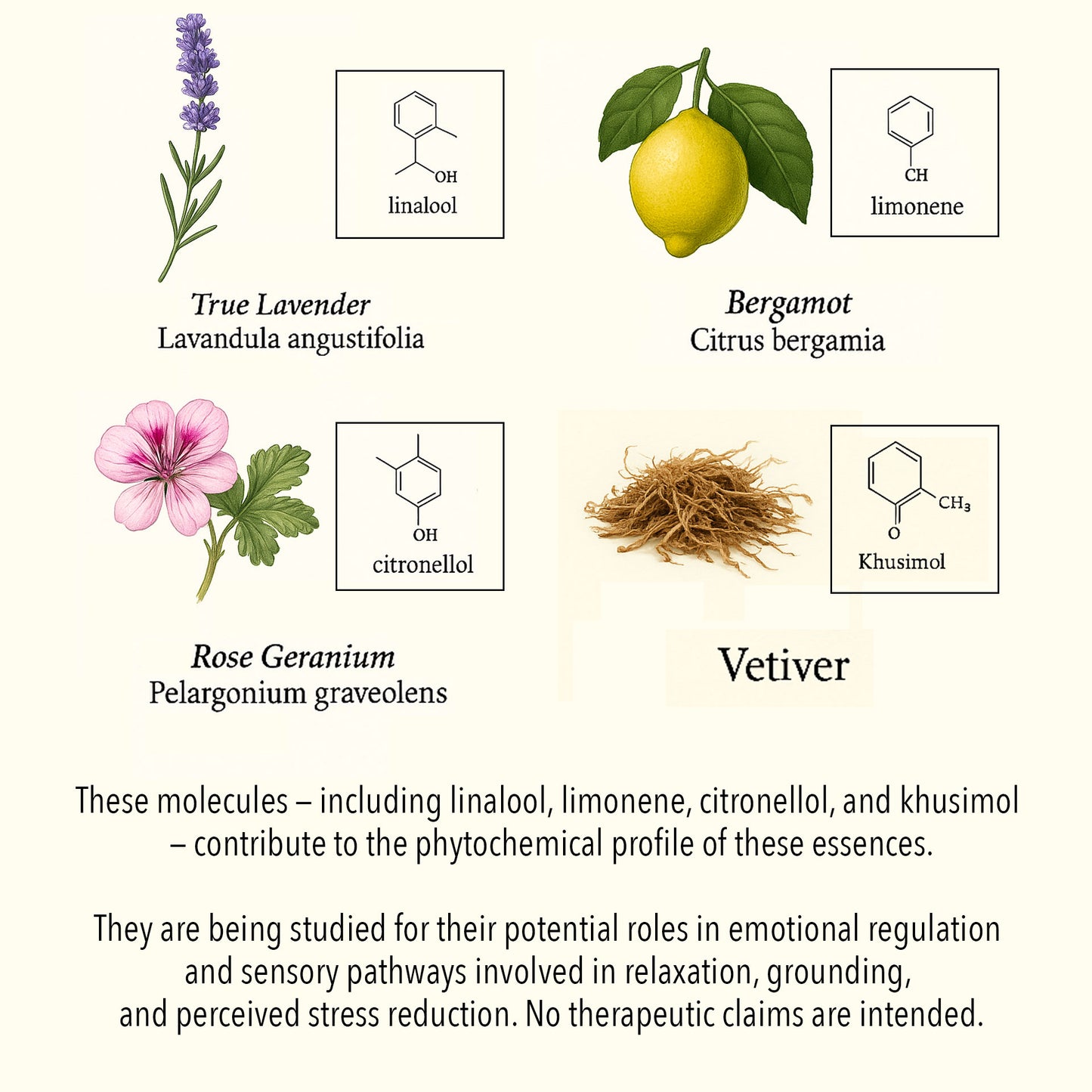 Scientific botanical illustration of Stress & Irritability essential oils, featuring True Lavender, Bergamot, Rose Geranium, and Vetiver with key phytochemical compounds such as linalool, limonene, citronellol, and khusimol.