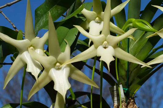 Angraecum sesquipedale