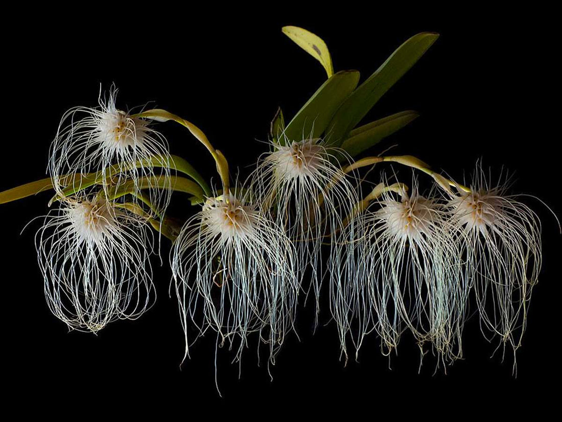 Bulbophyllum medusae: Tips for spectacular blooming