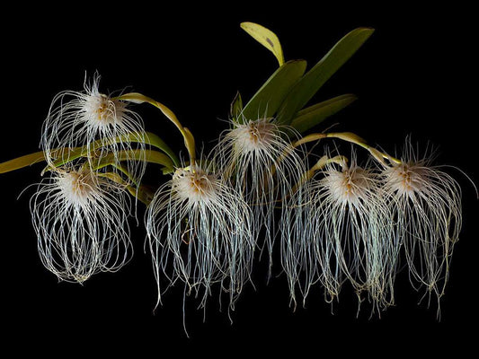 Bulbophyllum medusae: Tips for spectacular blooming