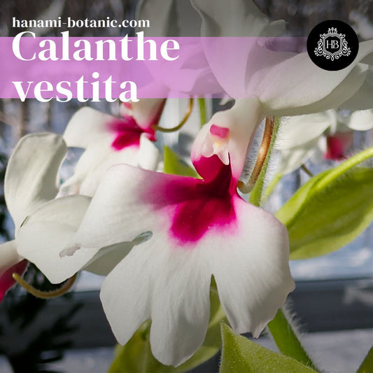 Calanthe vestita in full bloom, white flower spikes displayed indoors during flowering