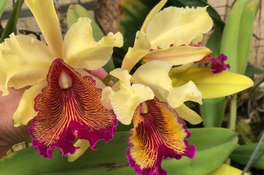 The secret to growing cattleya dowiana