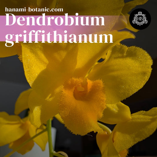 Dendrobium griffithianum in bloom – cascading flowers on mature canes