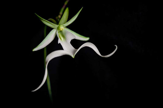 The Ghost Orchid: A floral mystery between legends and reality