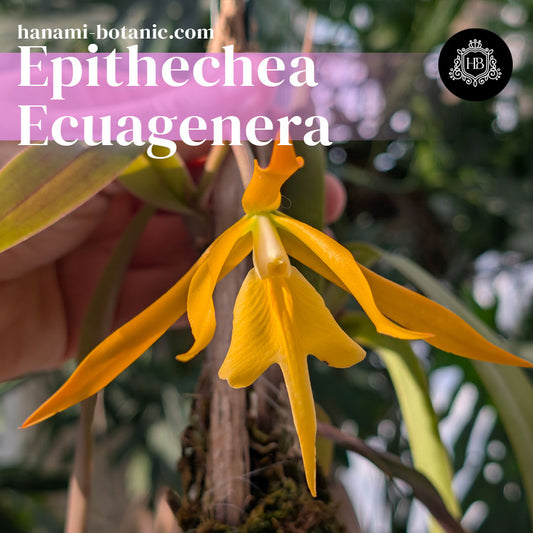 Epithechea Ecuagenera: Blooming, Cultivation & Personal Notes