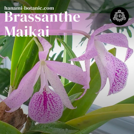 Brassanthe Maikai