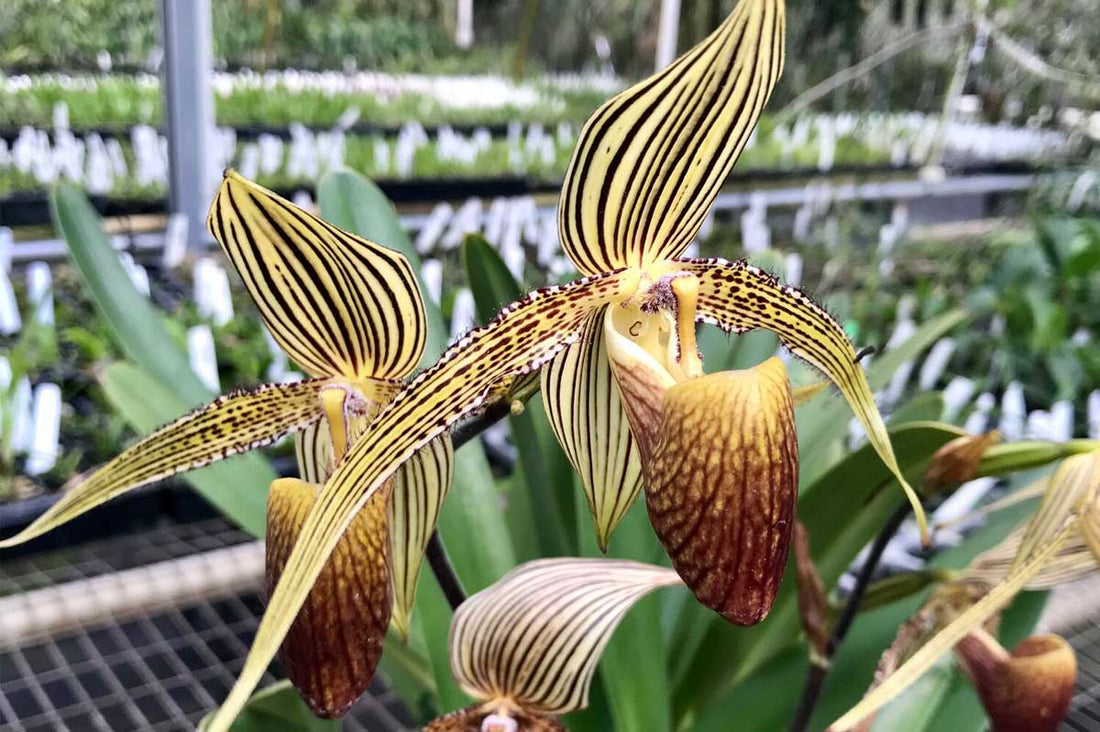 Paphiopedilum rothschildianum Orchid in mini Greenhouse