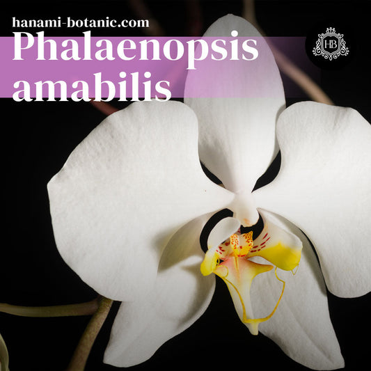 Phalaenopsis amabilis - Moth Orchid