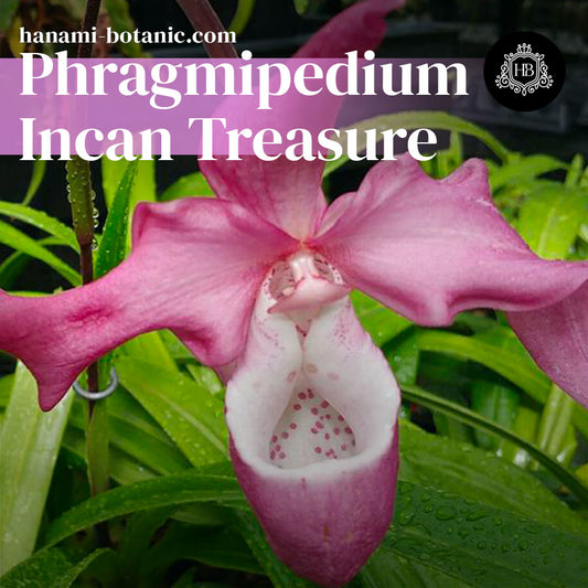 Phragmipedium Incan Treasure - Blooming and Care