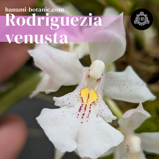 Rodriguezia venusta in bloom, miniature epiphytic orchid