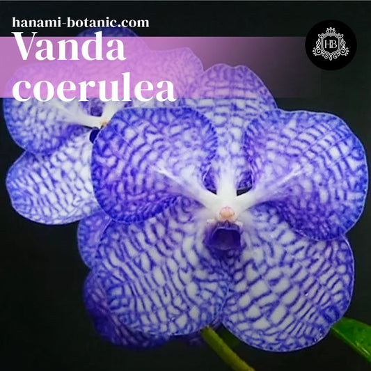 Vanda coerulea - Blue Vanda Orchid