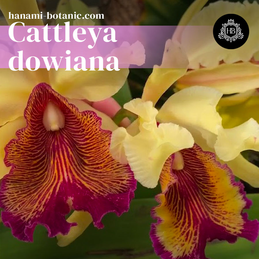 Cattleya dowiana - Golden Cattleya Orchid - Hanami Botanic