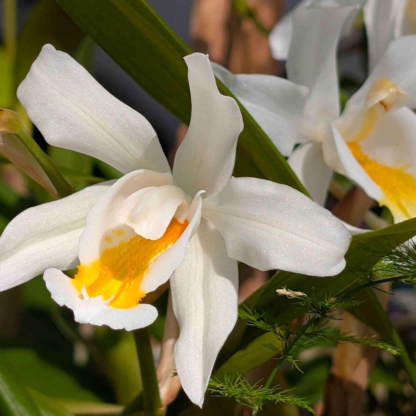 Close-up of a blooming Coelogyne Cristata orchid inside the handcrafted Victorian Gothic terrarium. A stunning white orchid thriving in a controlled, humidity-rich environment.