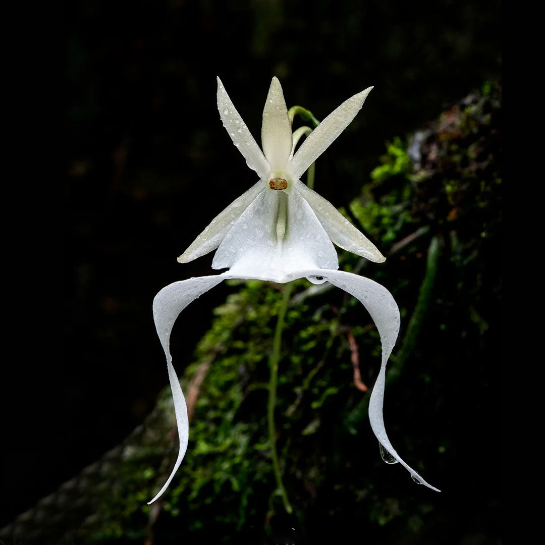 Ghost Orchid (Dendrophylax lindenii) hanging from bark, its translucent white flower appearing to float in midair.