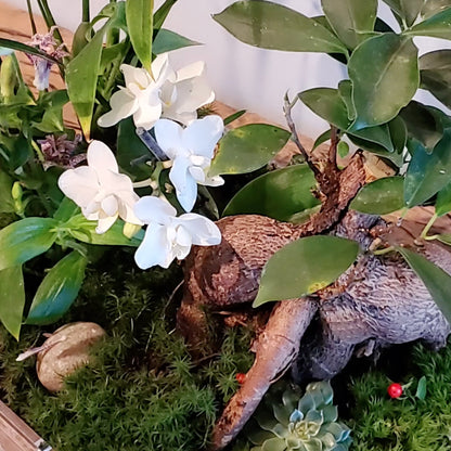 Gothic-inspired terrarium with a delicate white orchid in full bloom, surrounded by lush moss and ferns, creating a serene botanical display.