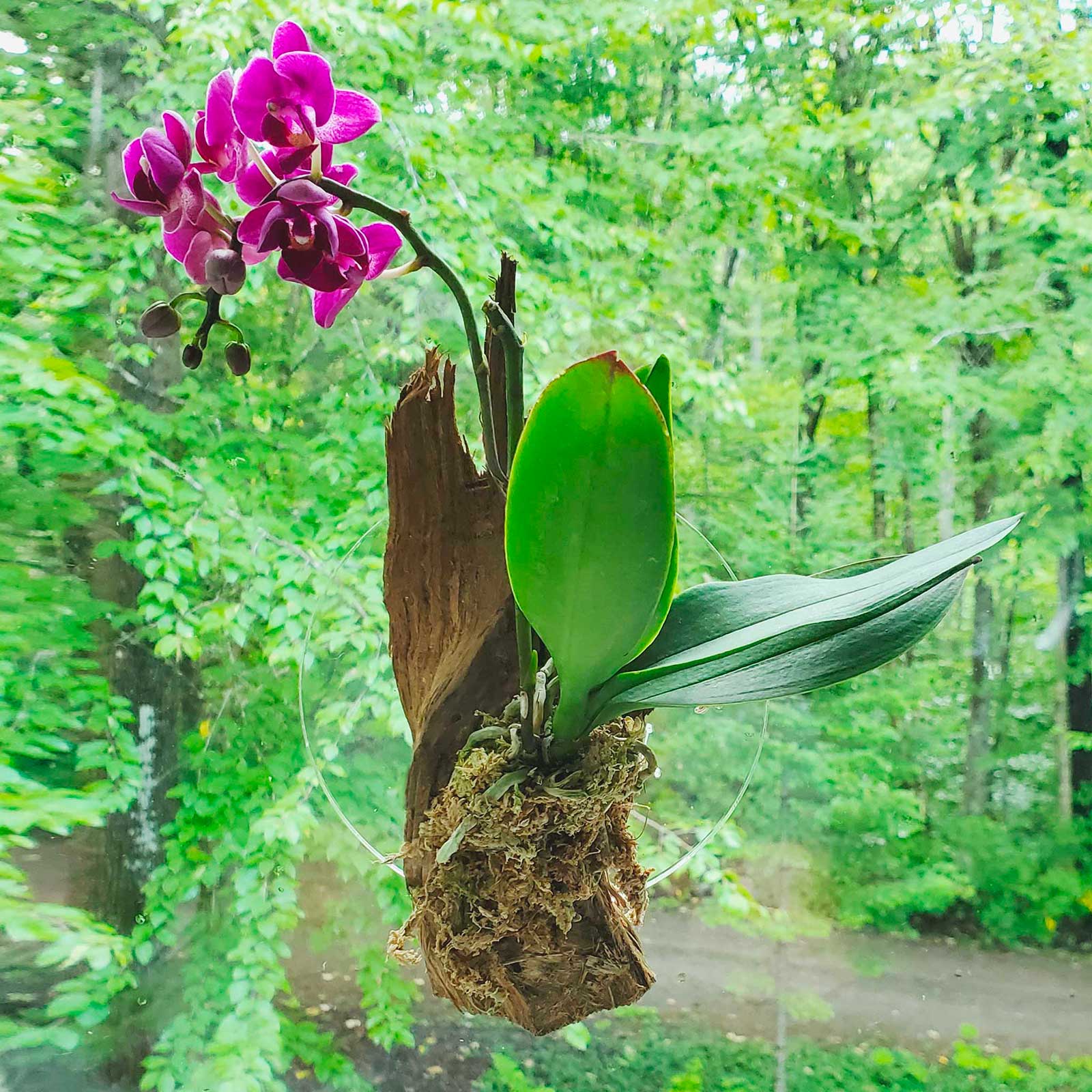 Mounted orchid on wooden support by Hanami Botanic, Epiphytic-1 image