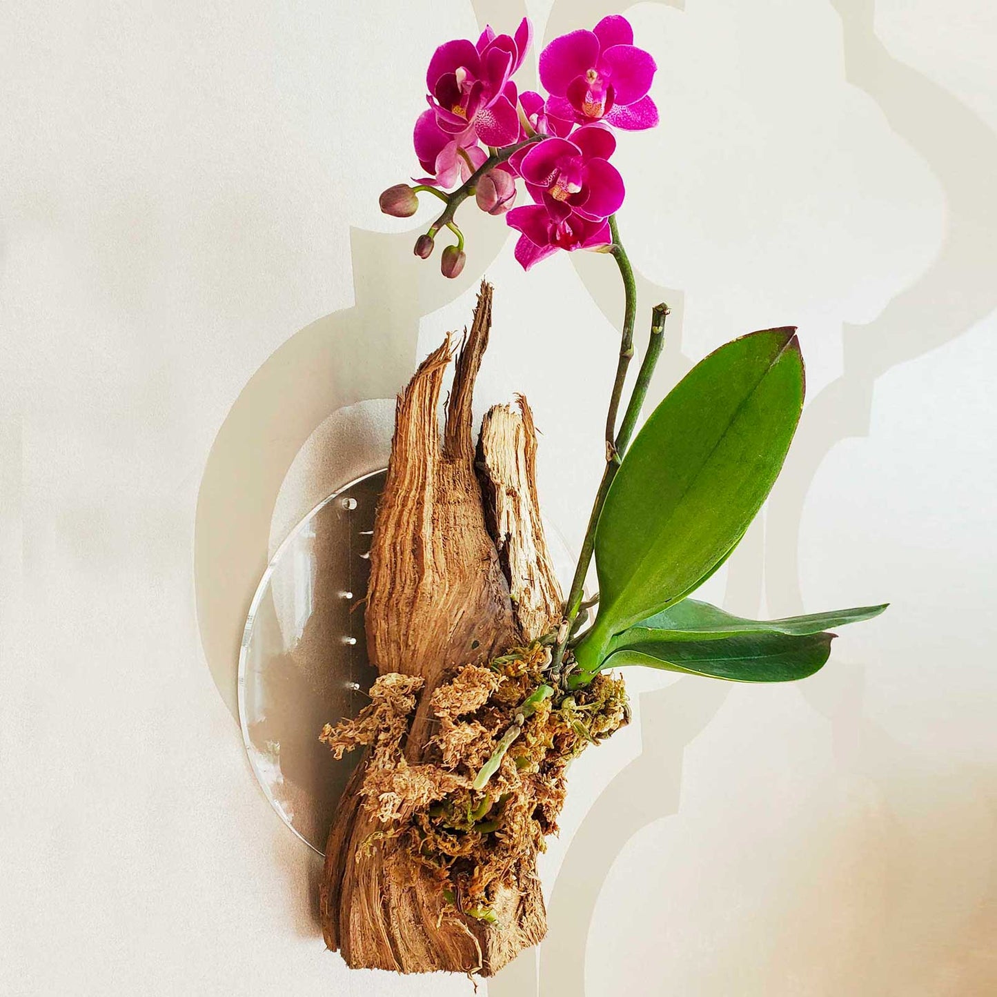 Mounted orchid on wooden support by Hanami Botanic, Epiphytic-11 image