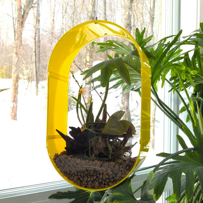 Suspended Oval Terrarium – Limited Edition