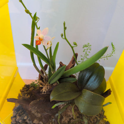 Suspended Oval Terrarium – Limited Edition