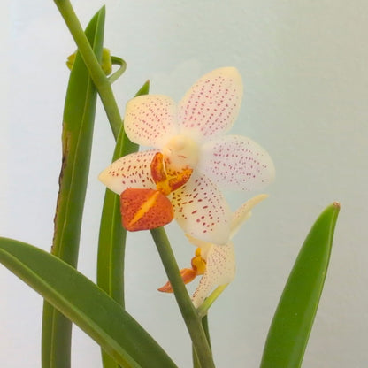 Suspended Oval Terrarium – Limited Edition