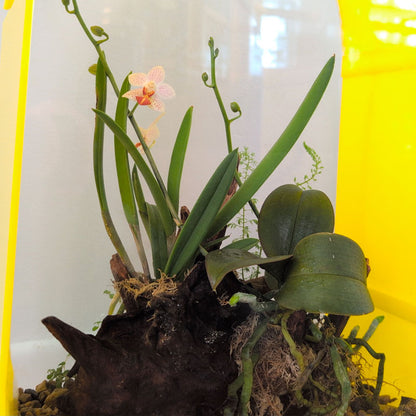 Suspended Oval Terrarium – Limited Edition