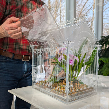Demonstrating how to open the roof panel of the Victorian-style terrarium for ventilation, ensuring proper airflow for plant health.