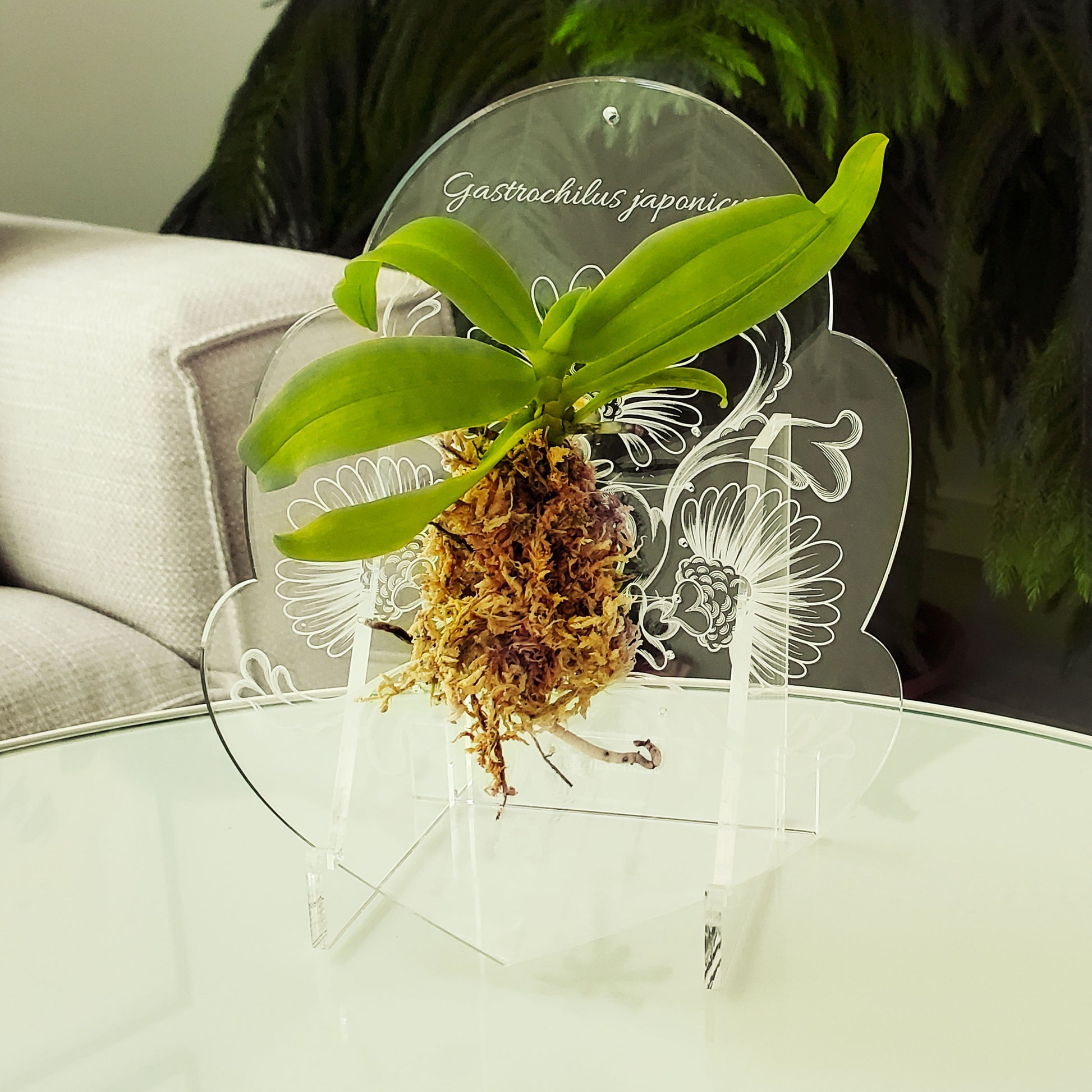 Orchid in full bloom mounted on a crystal-clear acrylic support, showcasing elegant personalized engraving.