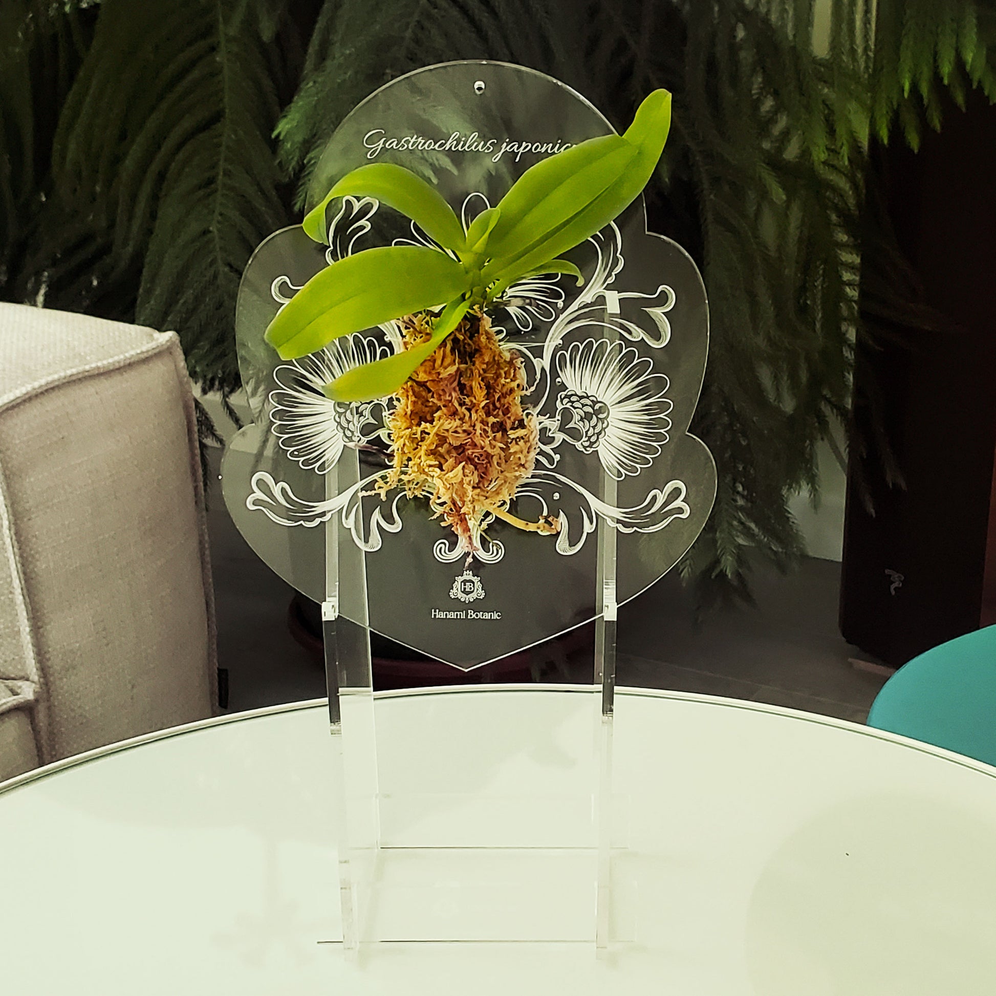 Epiphyte mount displayed on a wooden table, enhancing a home's decor with a blooming orchid.