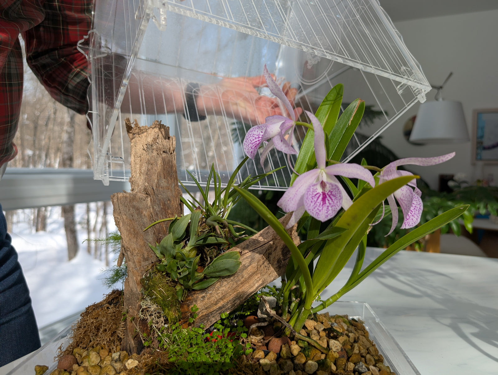 Orchidée Brassanthe Maikai en floraison dans un terrarium victorien, aux fleurs mauves parfumées et lumineuses.