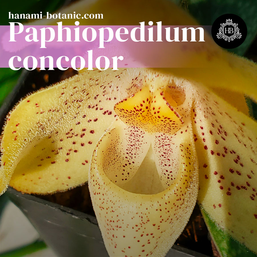 Paphiopedilum concolor orchid