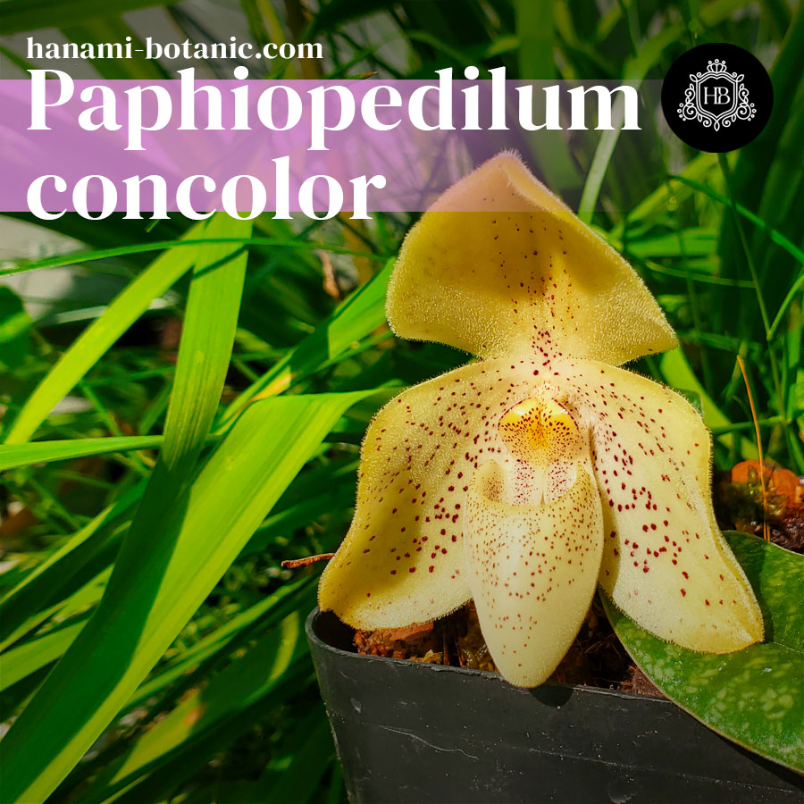 Paphiopedilum concolor orchid