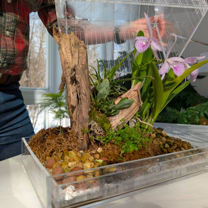 Removing the top of the Victorian-style terrarium to reveal a beautifully arranged display of plants inside.