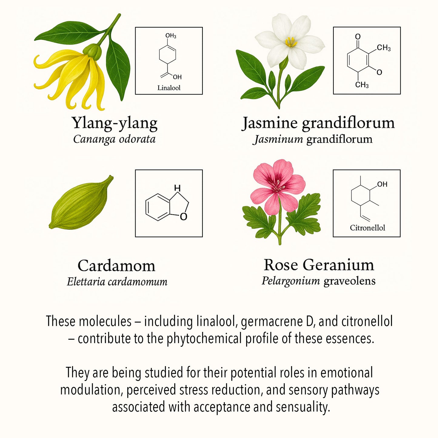 Botanical illustration of essential oils used in the Acceptance & Sensuality blend, showing Ylang-ylang, Jasmine grandiflorum, Cardamom, Amyris, and Rose Geranium with key phytochemical compounds such as linalool, germacrene D, and citronellol.