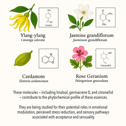 Botanical illustration of essential oils used in the Acceptance & Sensuality blend, showing Ylang-ylang, Jasmine grandiflorum, Cardamom, Amyris, and Rose Geranium with key phytochemical compounds such as linalool, germacrene D, and citronellol.