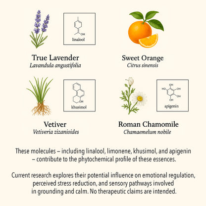 Scientific botanical illustration of essential oils used in the Calm & Stability blend, featuring True Lavender (linalool), Sweet Orange (limonene), Vetiver (khusimol), and Roman Chamomile (apigenin) with their molecular structures and plant depictions.