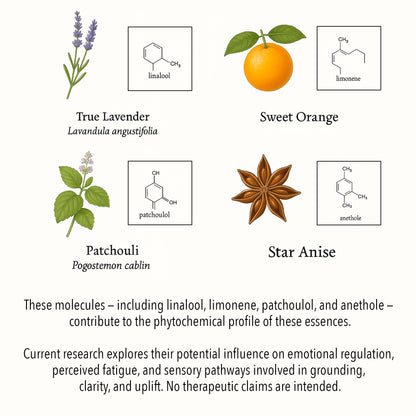 Scientific botanical illustration of Fatigue & Low Mood essential oils, featuring True Lavender, Sweet Orange, Patchouli, and Star Anise with key phytochemical compounds such as linalool, limonene, patchoulol, and anethole.