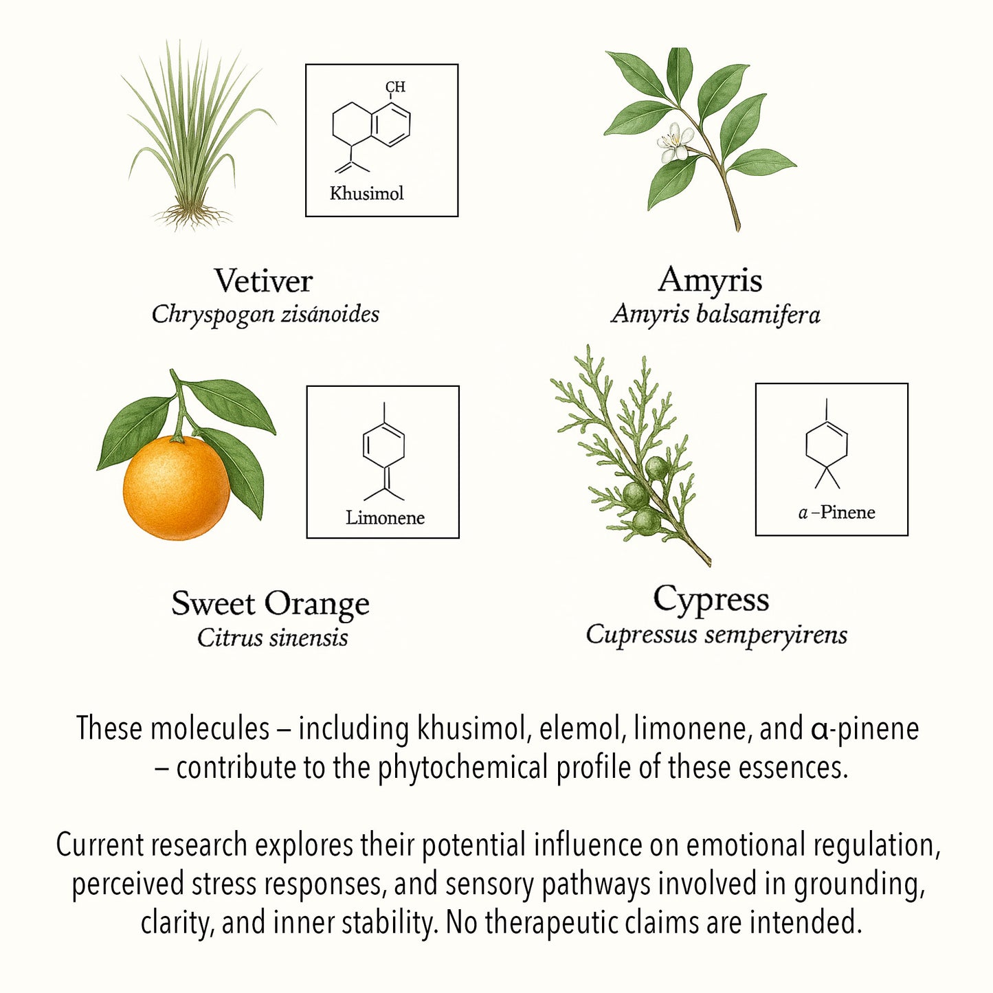 Scientific botanical illustration of Fear–support essential oils, featuring Vetiver, Amyris, Sweet Orange, and Cypress with key phytochemical compounds such as khusimol, elemol, limonene, and α-pinene.