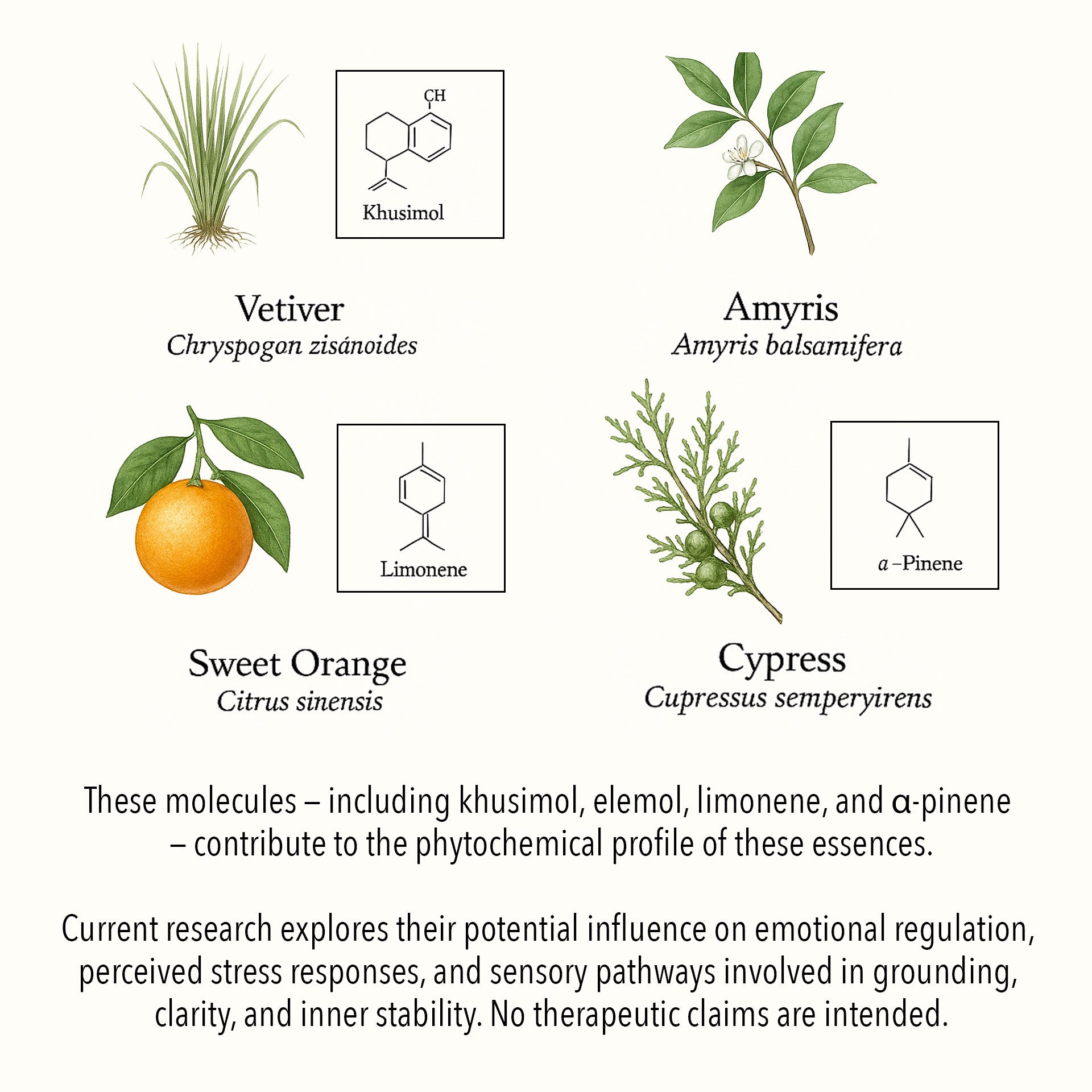 Scientific botanical illustration of Fear–support essential oils, featuring Vetiver, Amyris, Sweet Orange, and Cypress with key phytochemical compounds such as khusimol, elemol, limonene, and α-pinene.